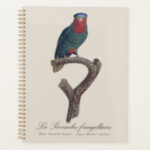 Loriquet à couronne bleue, Vini Australis (Devant)