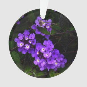 L'ornement de la Lantana pourpre Trailing #1