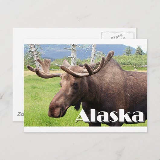 Losse nabij Anchorage, Alaska, Verenigde Staten (o Briefkaart (Voorkant / Achterkant)