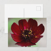 Lossig gekleurd chocolade kosmos briefkaart (Voorkant / Achterkant)