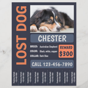 Lost Dog Missing Reward Poster Flyer