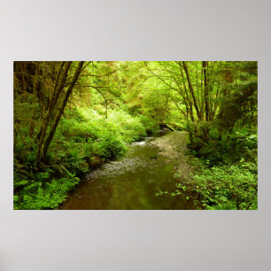 Lost Man Creek I in Redwood National Park Poster
