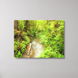 Lost Man Creek II in Redwood National Park Canvas Afdruk