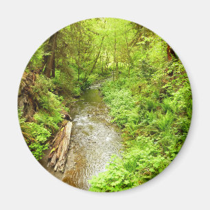 Lost Man Creek II in Redwood National Park Magneet