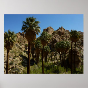 Lost Palms Oasis I in het Nationaal Park Joshua Tr Poster