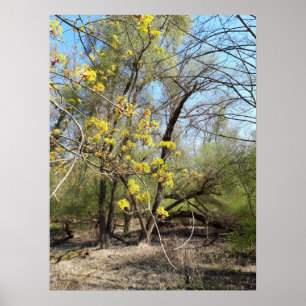 Lost Places, Meadowlands natuur, Lente ontwaken Poster