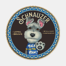 Cute Schnauzer avec une attitude