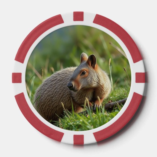 Lot De Jeton De Poker Aardvark (Recto)
