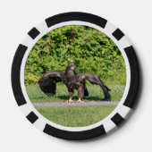 Lot De Jeton De Poker Aigle à tête blanche juvénile (Verso)