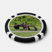 Lot De Jeton De Poker Aigle à tête blanche juvénile (Simple)