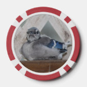 Lot De Jeton De Poker Bébé bleu Jay (Verso)