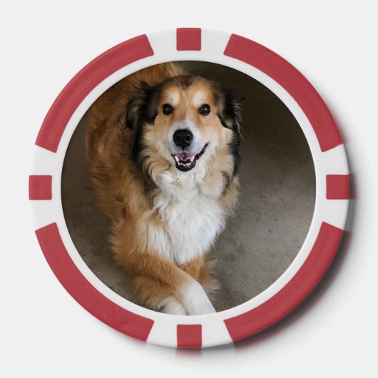 Lot De Jeton De Poker Chien (Recto)