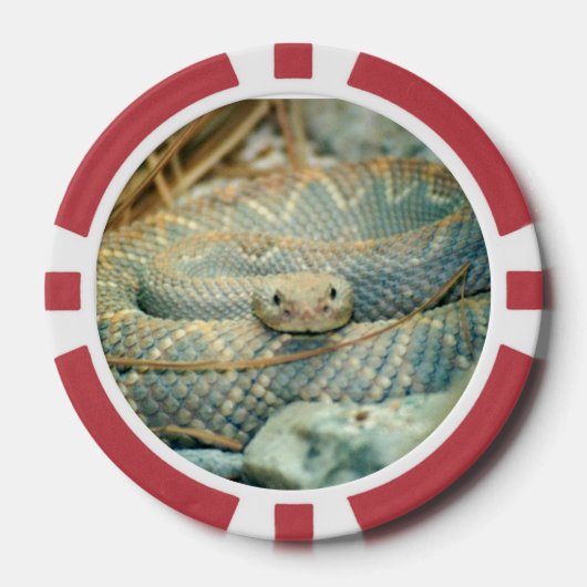Lot De Jeton De Poker Puces de serpent (Recto)