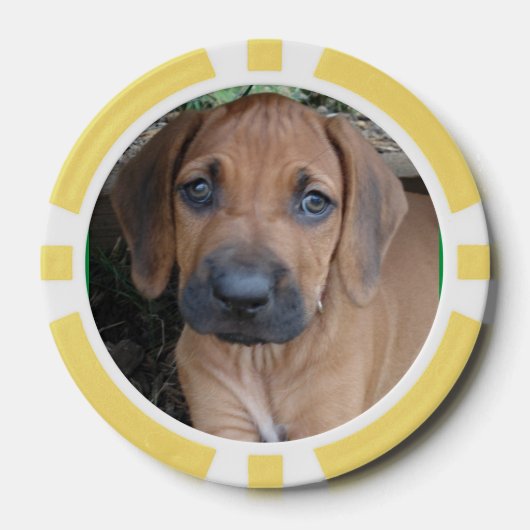 Lot De Jeton De Poker RHODESIAN RIDGEBACK Chien Animaux de races Chiot P (Recto)