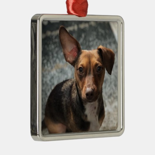 Loteerbare en schattige "Heinz-variëteit" pooch Metalen Ornament (Rechts)