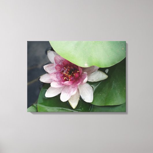 Lotus Bloem Fotografie Canvas Print (Voorkant)