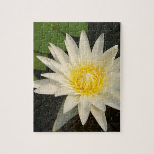 lotus, bloem, natuur, bloesem, bloem-, plant, legpuzzel