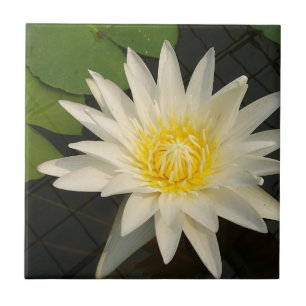 lotus, bloem, natuur, bloesem, bloem, plant; tegeltje