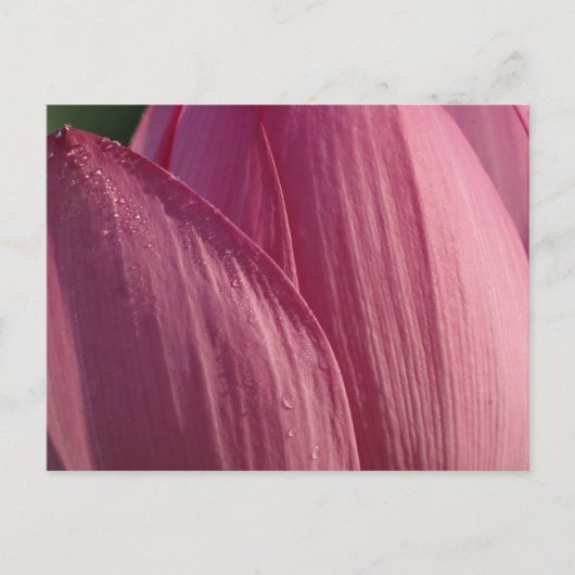 Lotus Bloemblaadjes Roze Bloem Briefkaart (Voorkant)