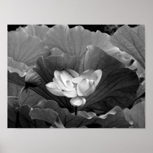 Lotus Bloom in zwart-wit Poster