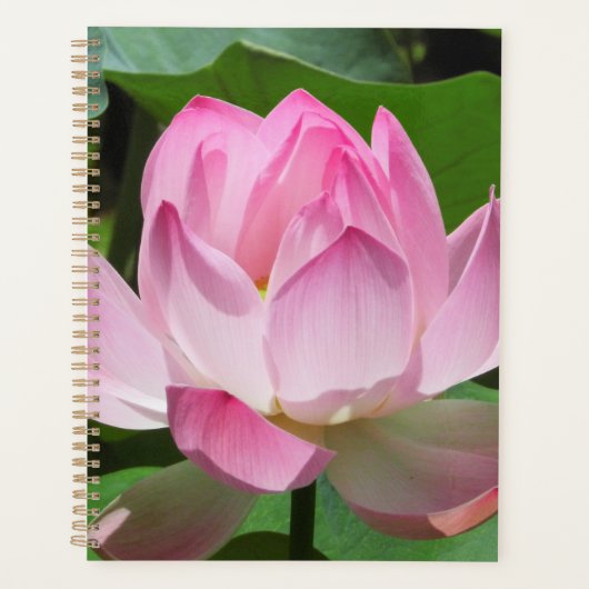 Lotus Bloom rose (Devant)