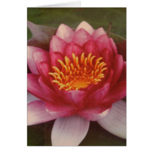 Lotus Blossom - door Logan Guinn