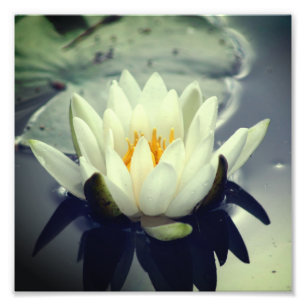Lotus Blossom Lily Flower 8x8 Foto Afdruk