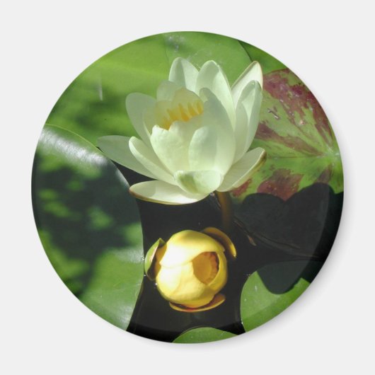 Lotus Blossom Magnet (Devant)