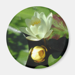 Lotus Blossom Magnet Magneet