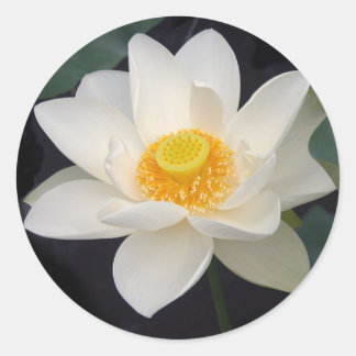 Lotus Blossom Ronde Sticker