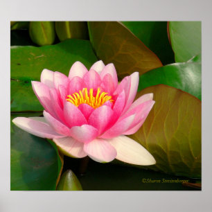 LOTUS BLOSSOM, ROZE MET GOUD CENTRUM OP LELIEPADS POSTER