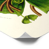  Lotus Botanical Print (Hoek)