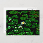 Lotus Briefkaart (Voorkant / Achterkant)