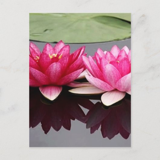lotus briefkaart (Voorkant)