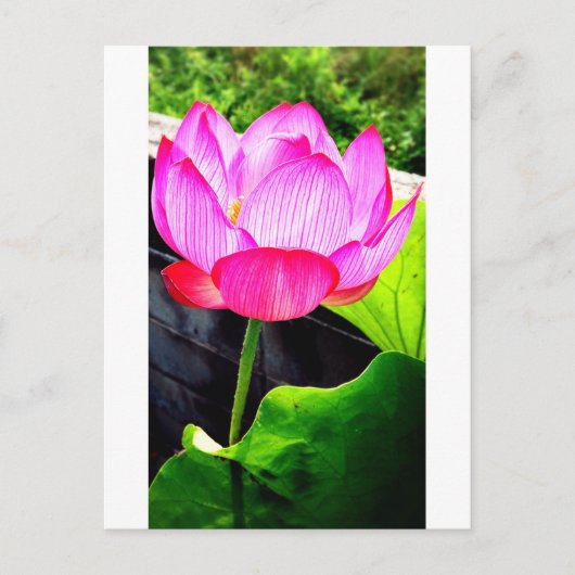 Lotus Briefkaart (Voorkant)