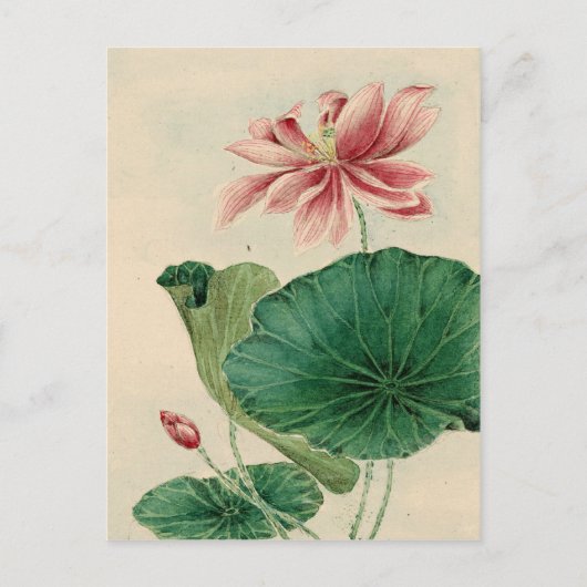 Lotus Briefkaart (Voorkant)