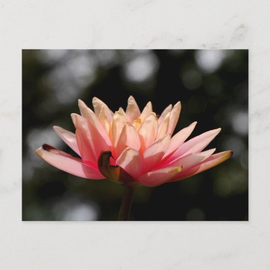 Lotus Briefkaart (Voorkant)