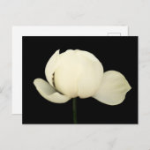 Lotus Bud Briefkaart (Voorkant / Achterkant)