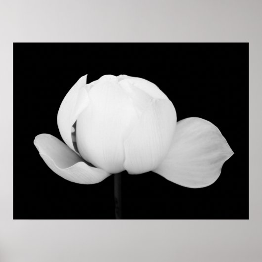 Lotus Bud Poster (Voorkant)