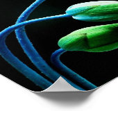 Lotus Buds Poster (Hoek)