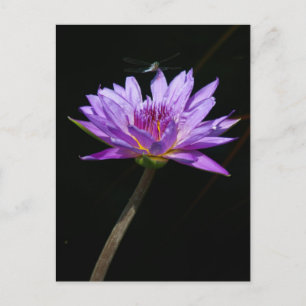 Lotus en Dragonfly Briefkaart
