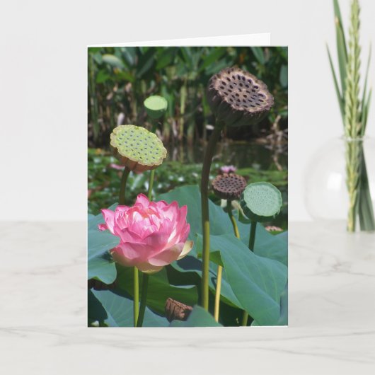 Lotus et Pods roses - Carte de voeux (Devant)