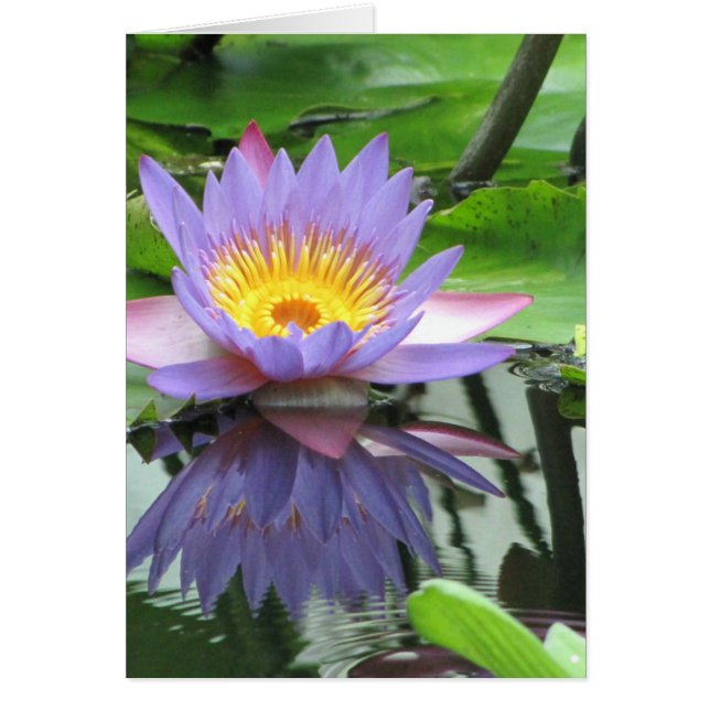 Lotus Flower (Voorkant)