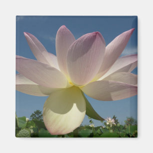 Lotus Flower and Blue Sky II Magneet