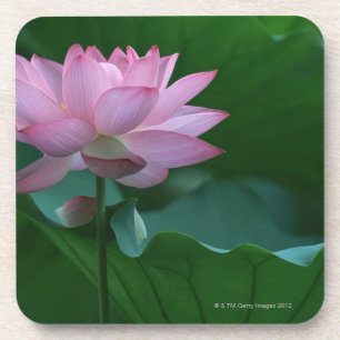 Lotus flower bier onderzetter