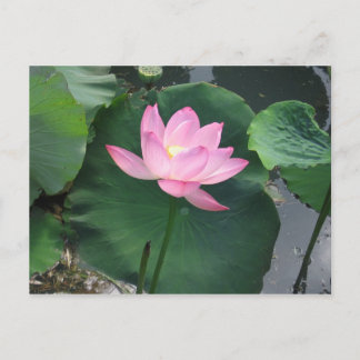 Lotus flower briefkaart