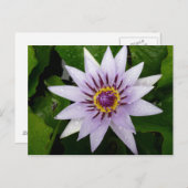 Lotus Flower Briefkaart (Voorkant / Achterkant)