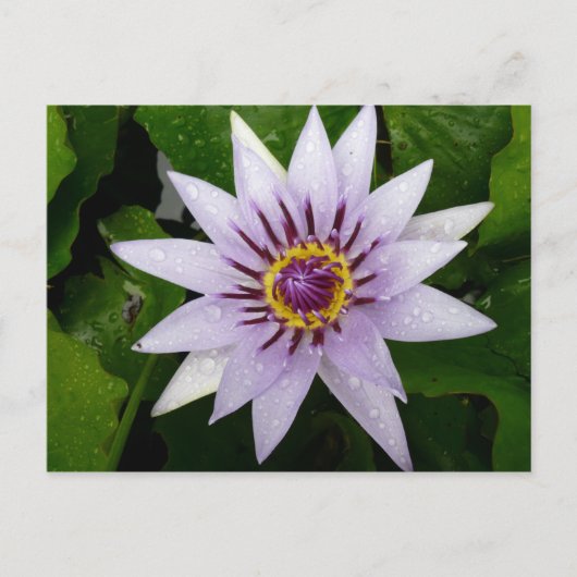 Lotus Flower Briefkaart (Voorkant)