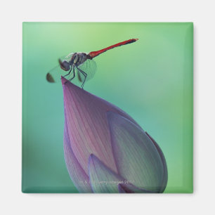 Lotus flower bud and a dragonfly magneet