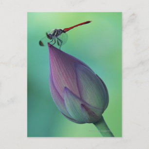 Lotus flower bud en libellen briefkaart